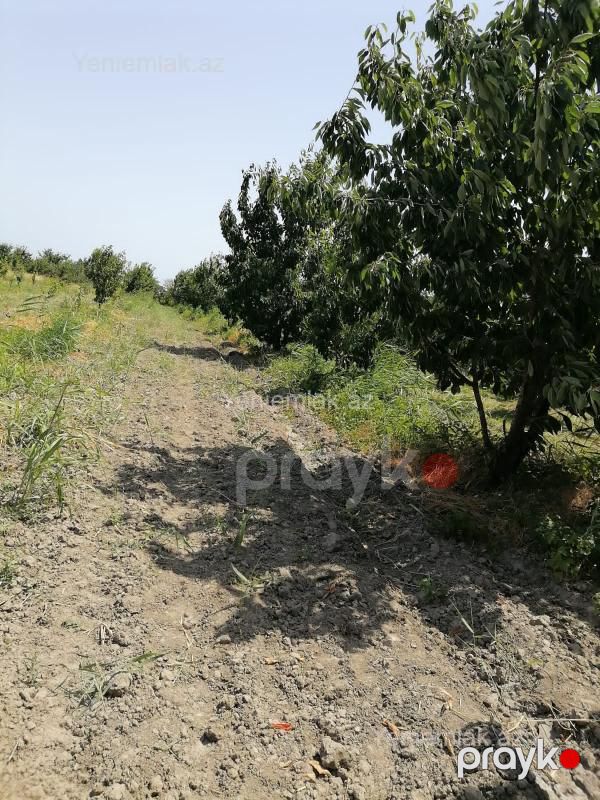 Satılır Torpaq sahəsi, 24 sot, Xaçmaz — Torpaq, Xaçmaz (5)