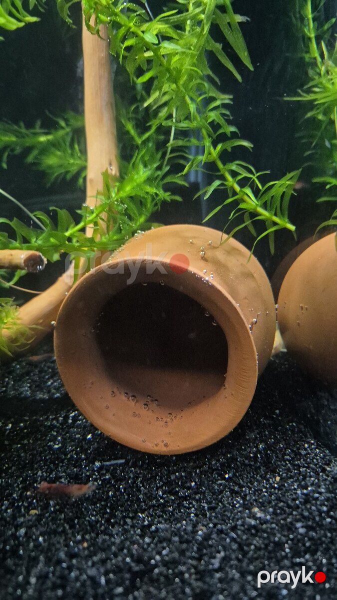 Akvarium — Akvariumlar və balıqlar, Bakı (3)