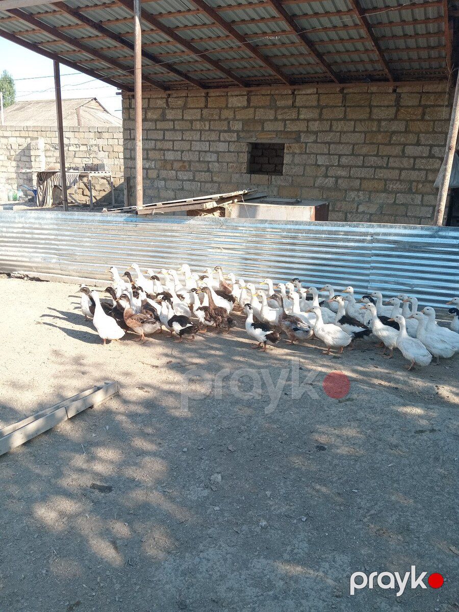 Ördəklər — Quşlar, Şabran (4)