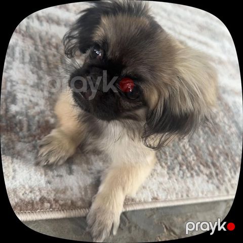 Pekines, 3 ay, Dişi, Peyvəndli — Gəncə