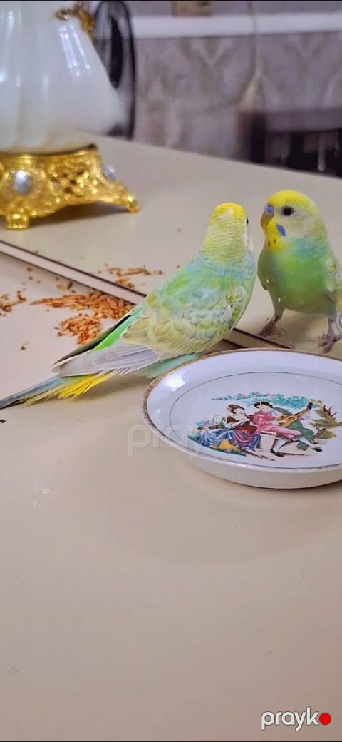 3 aylıq sağlam erkək rainbov ələ öyrəşən vaxtıdı Xüsusiyyətlər — Xırdalan