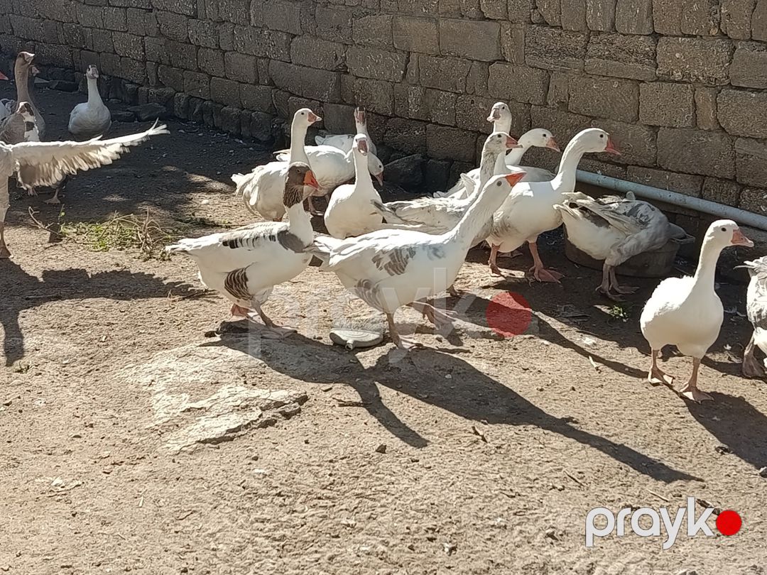 Qazlar — Quşlar, Bakı (3)