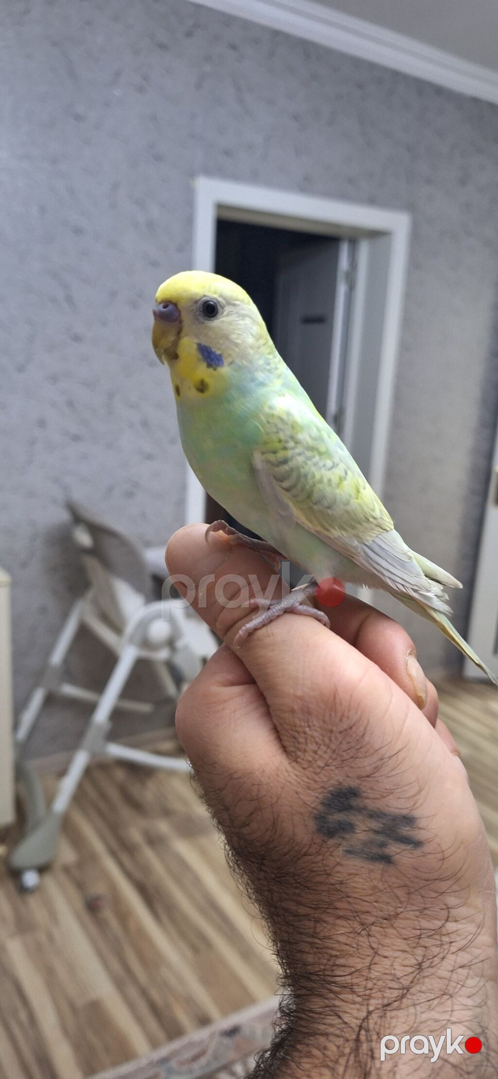 3 aylıq sağlam erkək rainbov ələ öyrəşən vaxtıdı Xüsusiyyətlər — Digərləri, Xırdalan (3)