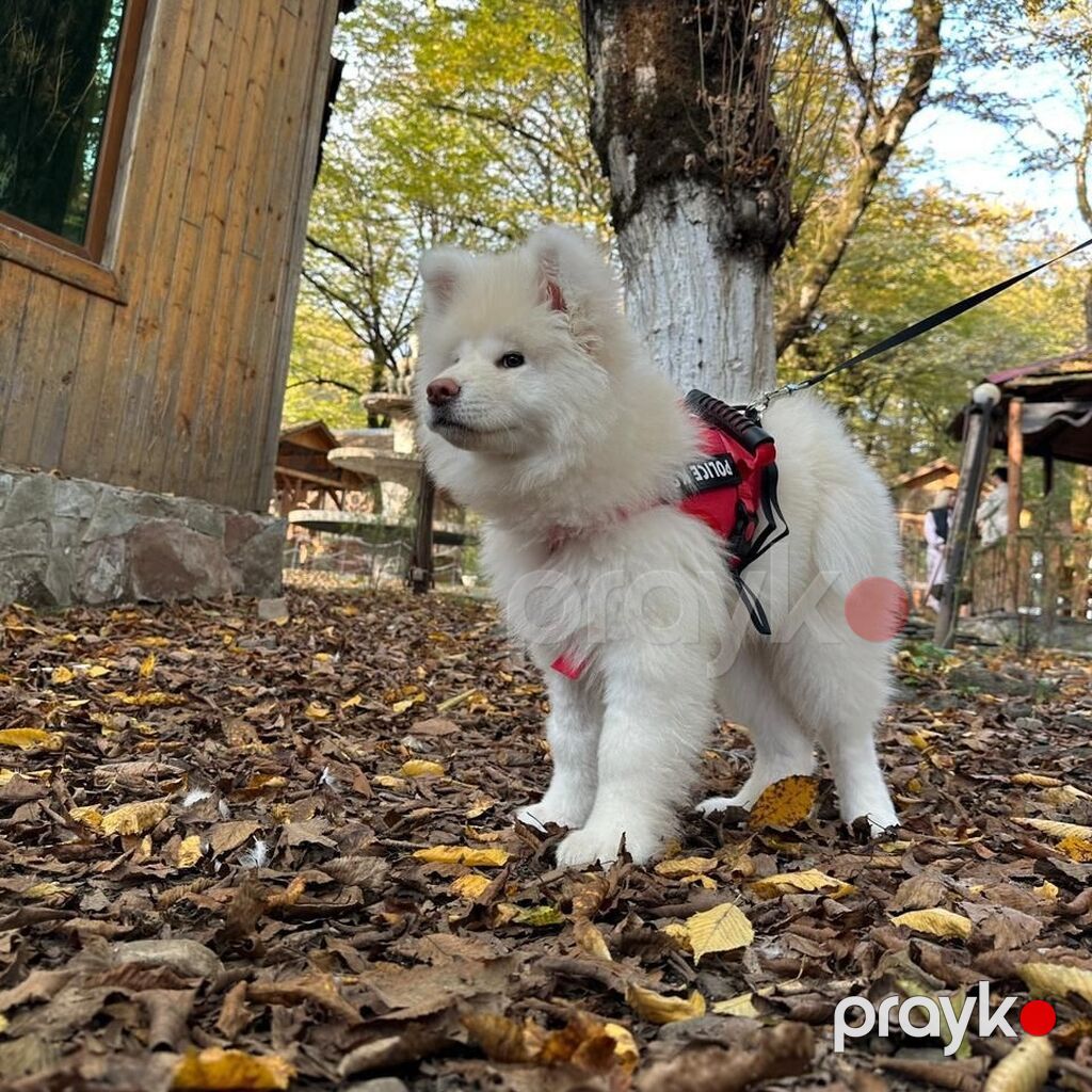 Akita-inu — Köpəklər, Bakı (4)