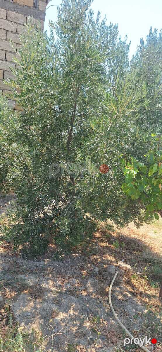 Satılır torpaq 5.5 sot — Torpaq, Sumqayıt (9)