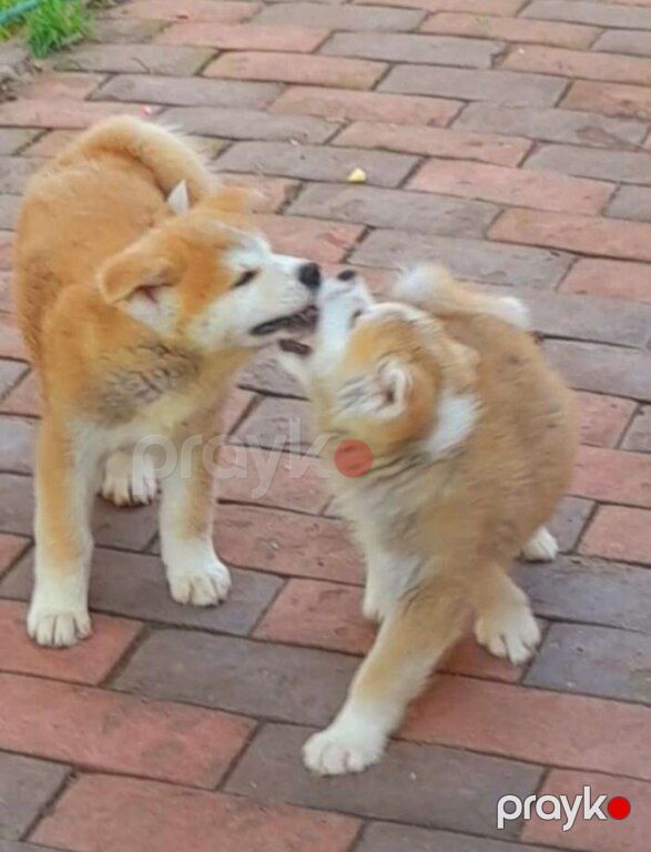 Yapon Akita-inu — Köpəklər, Bakı (6)