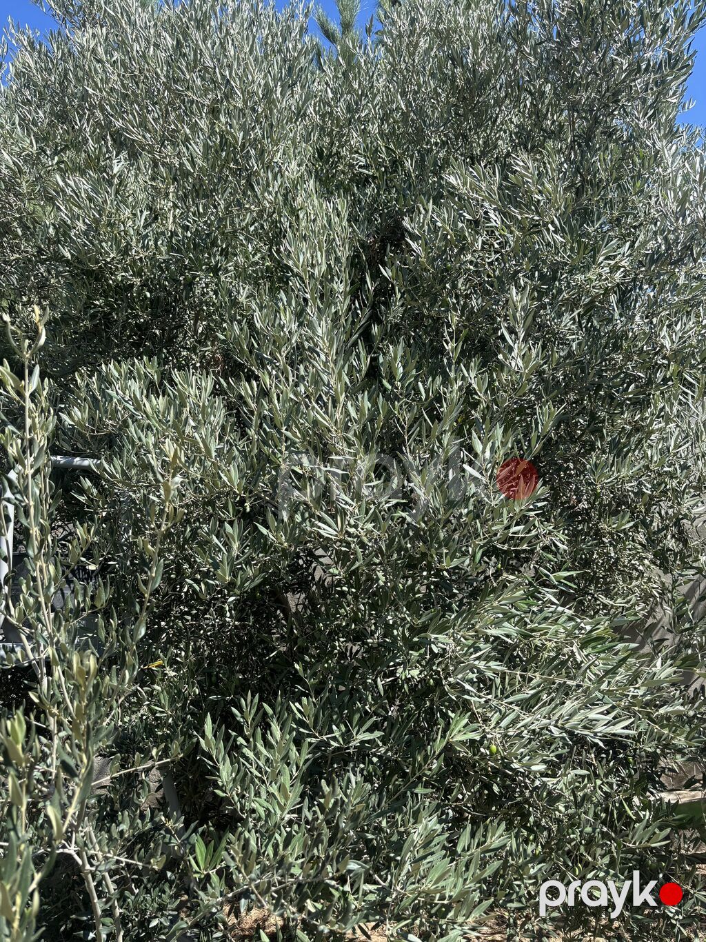 Şüvəlanda həyətimdə tək ağacdır. Yığılır, bitmək üzrədir. Gün ərzində — Qida məhsulları, Digah (4)