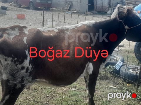 Düyə — Bakı