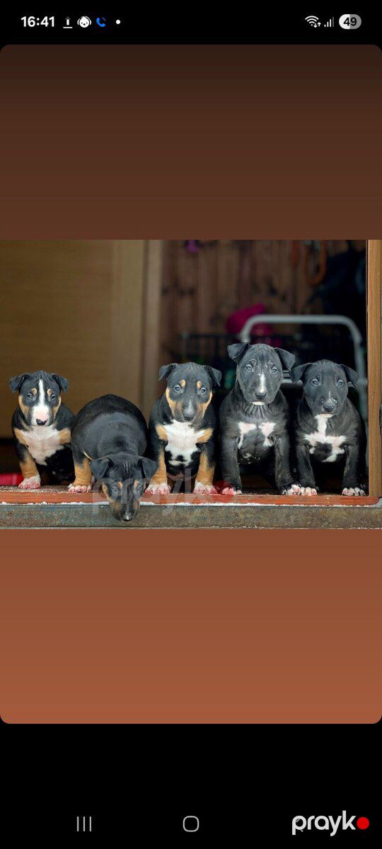 Bull Terrier balaları — Köpəklər, Bakı (3)