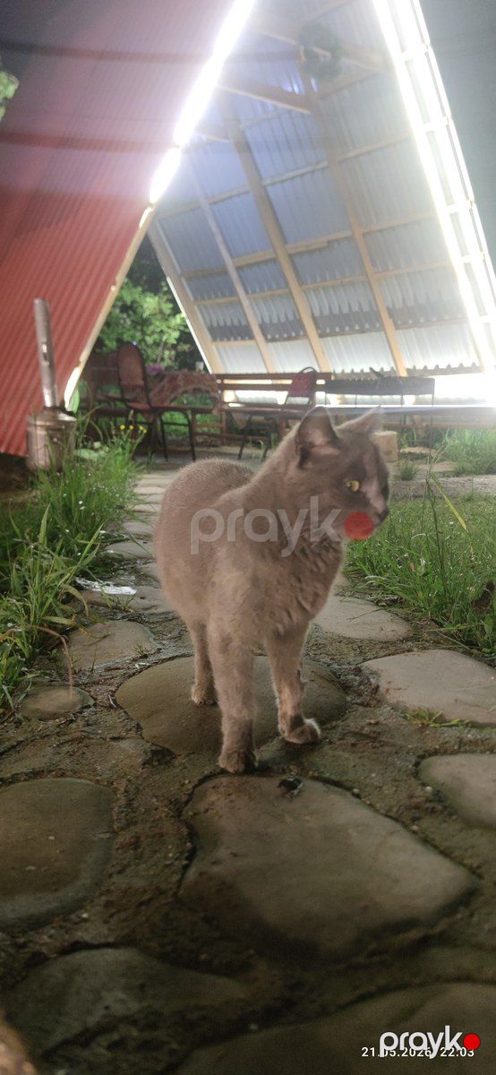 Bağ evi kirayə verilir, Quba r — Ev, villa, Quba (3)