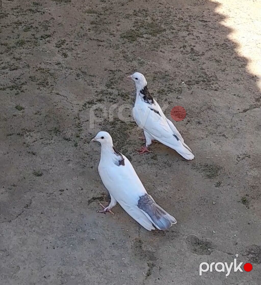 2 side tutulmadi erkeydi 2 side — Göyərçin, Bakı (2)