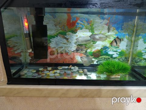 Akvarium və balıqlar — Bakı