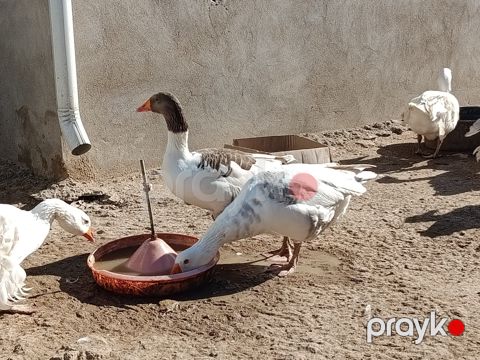 Qazlar — Bakı