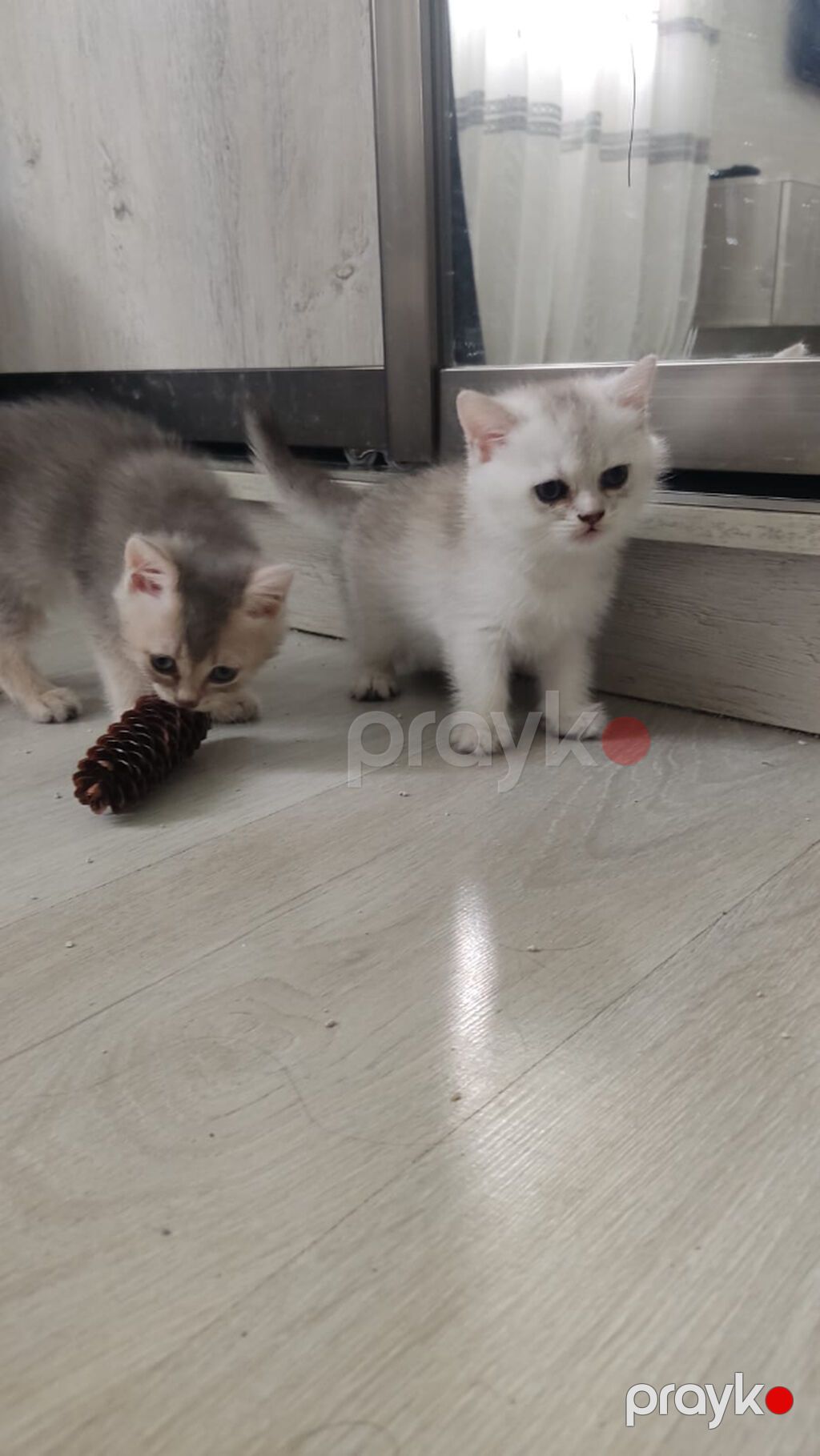 Britan yastı qulaq, Erkək, Ünvandan götürmə — Pişiklər, Bakı (2)