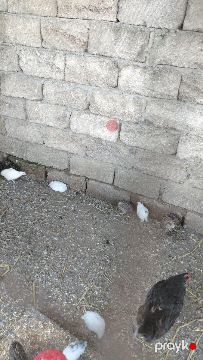 Bildirçin — Quşlar, Bakı (2)