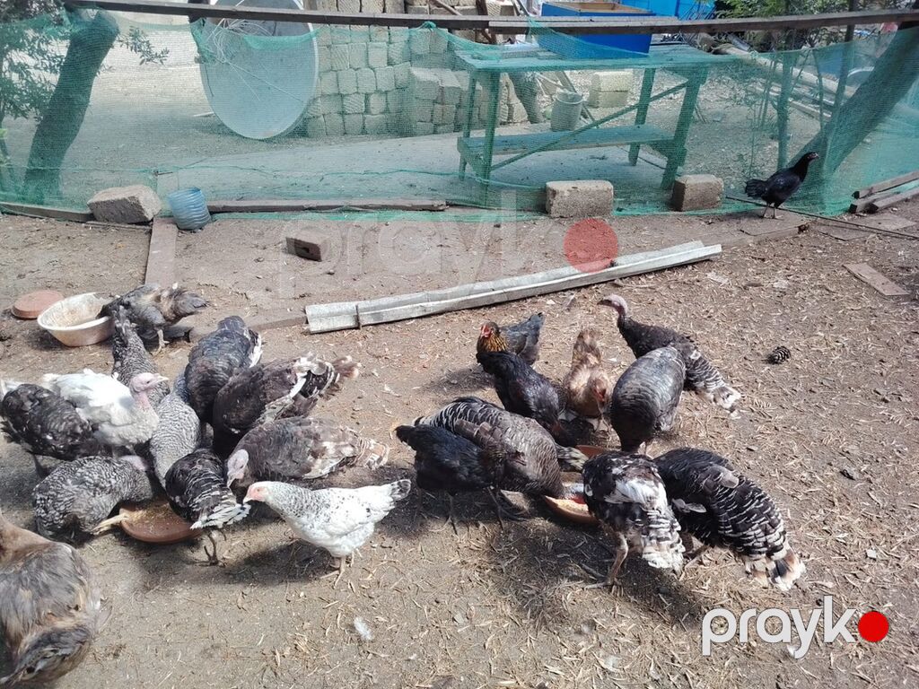 Toyuq, Damazlıq — Toyuq və xoruz, Masazır (3)