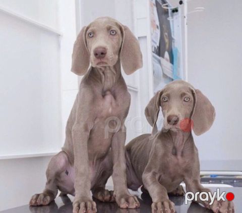 Weimaraner — Bakı
