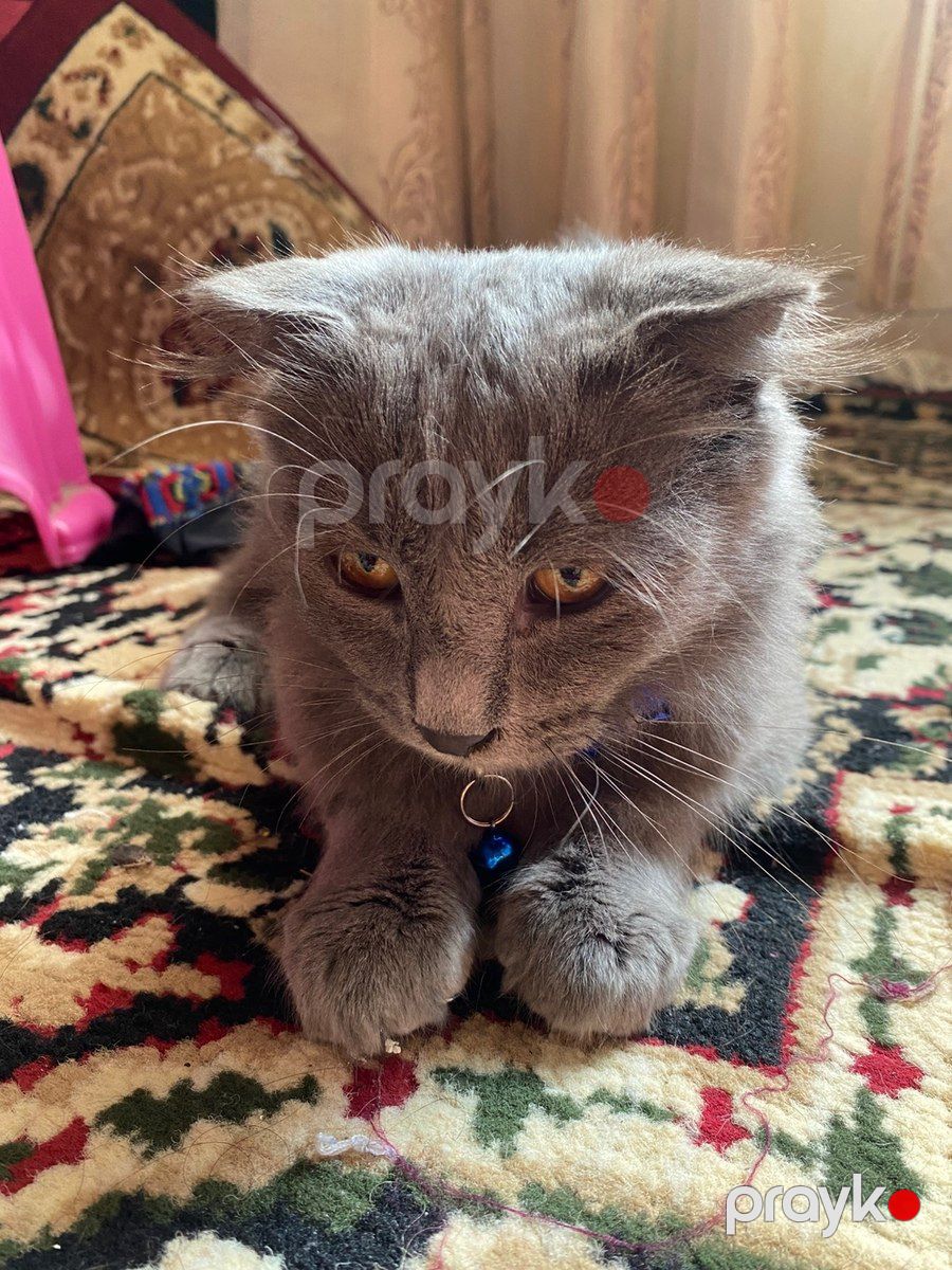 Şotland pişiyi — Pişiklər, Bakı (3)