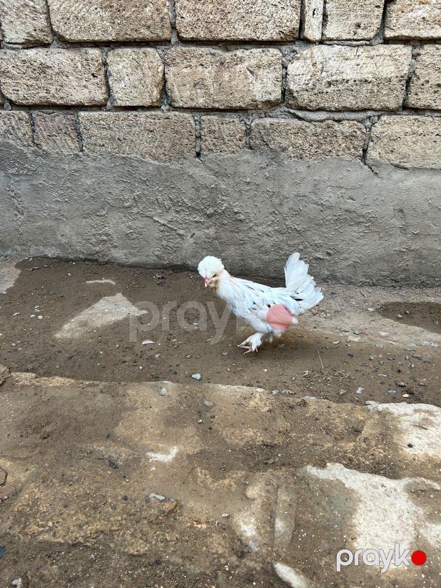 Yaponka xoruzu və fərələr — Quşlar, Bakı (6)