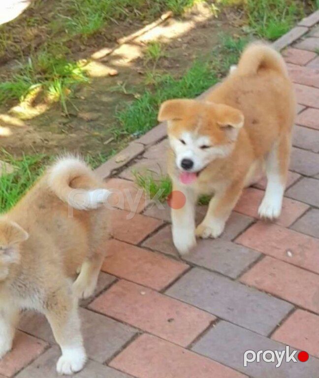 Yapon Akita-inu — Köpəklər, Bakı (3)