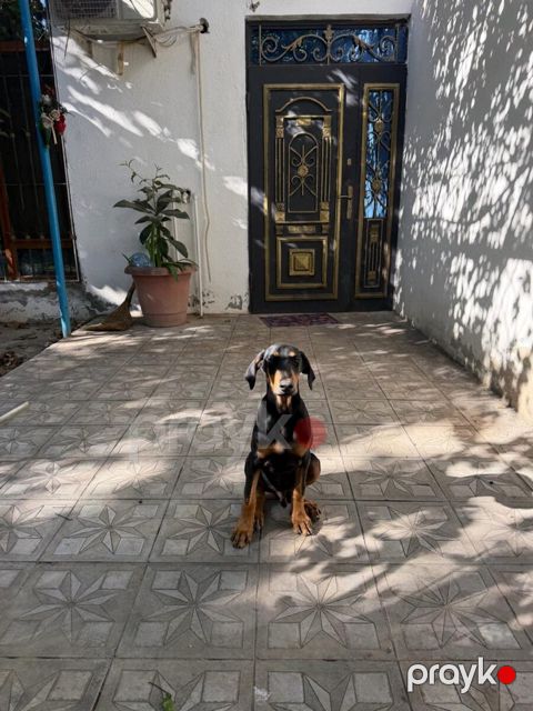 Doberman — Bakı