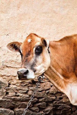 Zəncir inək üçün, 6 metr - prl_99137 — Mallar, Bakı (4)