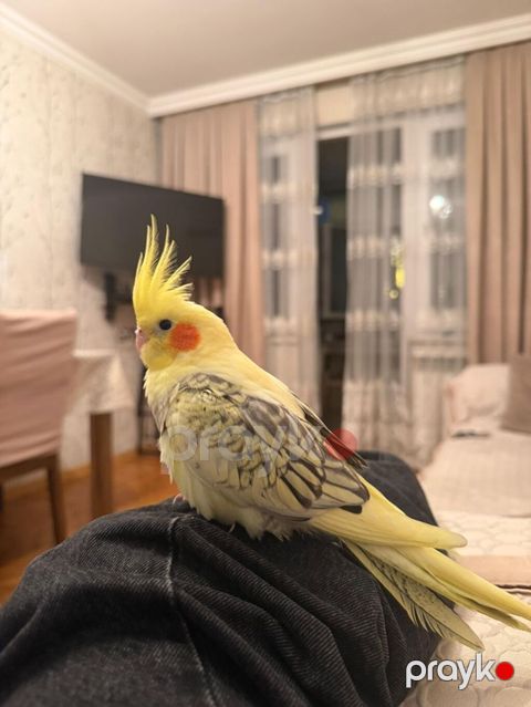 Nymph paraket (Cockatiel) – sarı lutin-perl mutasiyası - Rəng: açıq — Bakı