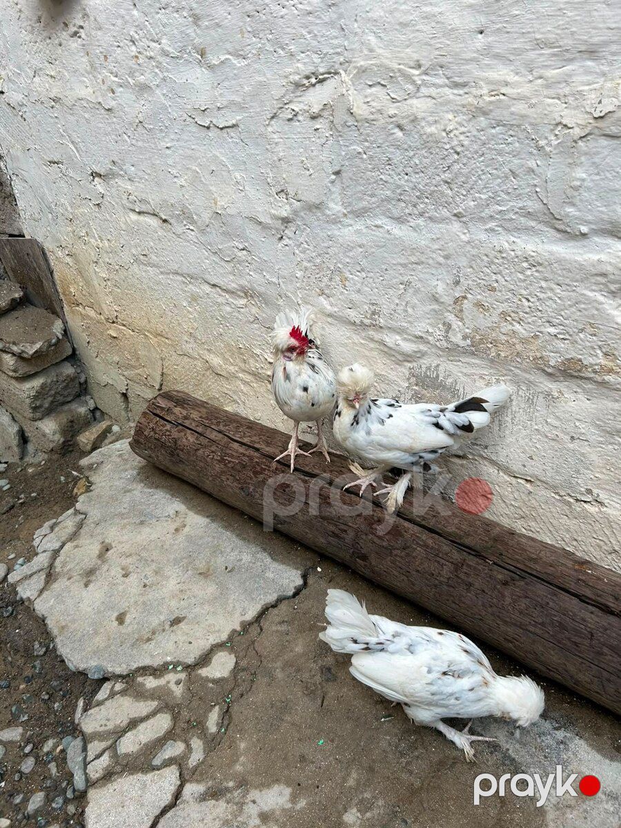 Yaponka xoruzu və fərələr — Quşlar, Bakı (5)