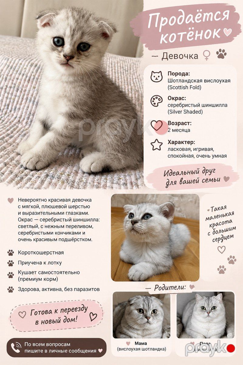 Шотландские котята — Pişiklər, Bakı (2)