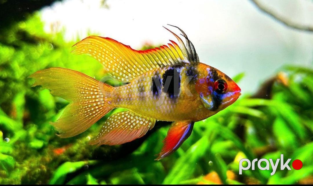 Ramirezi longfin balığı — Akvariumlar və balıqlar, Bakı (2)