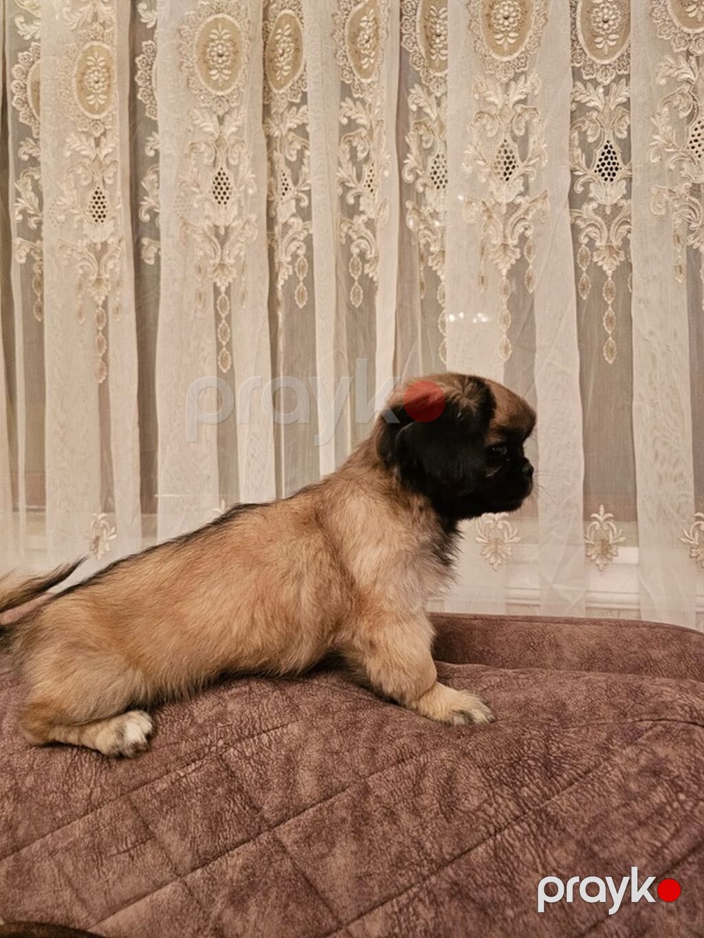 Pekines, 3 ay, Dişi, Peyvəndli — Köpəklər, Gəncə (4)