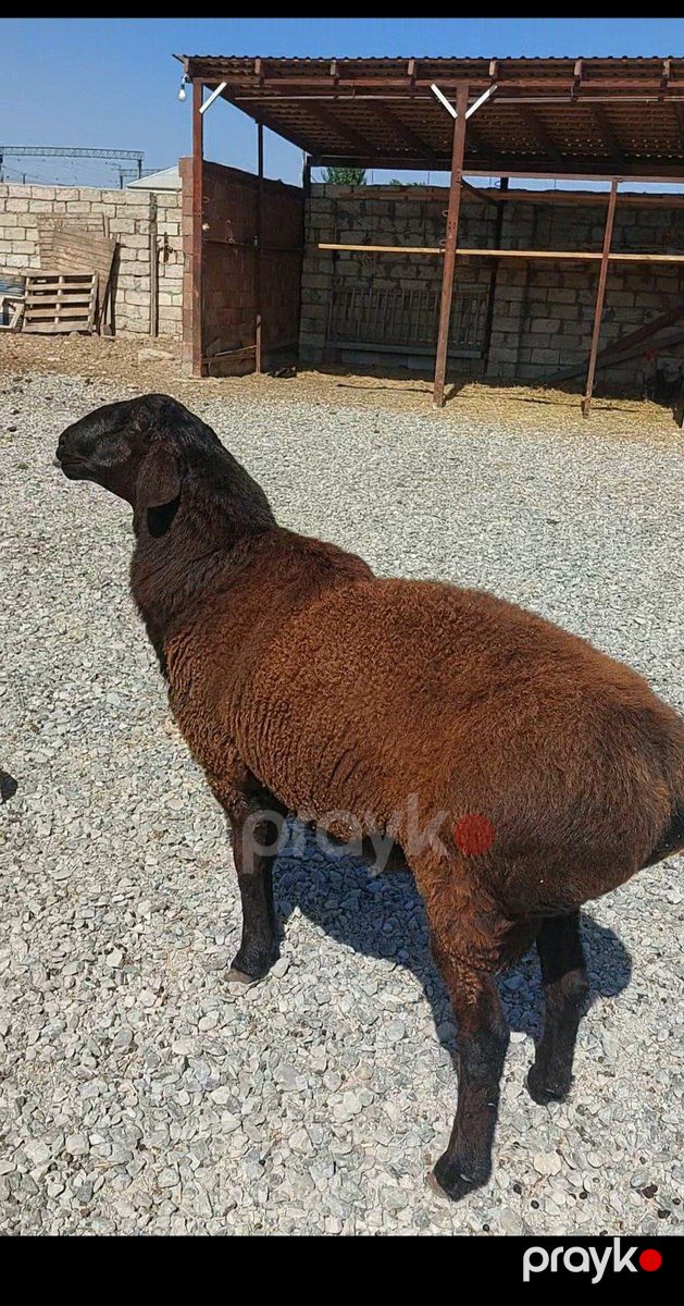 Qoç — Kənd təsərrüfatı heyvanları, Sumqayıt (2)