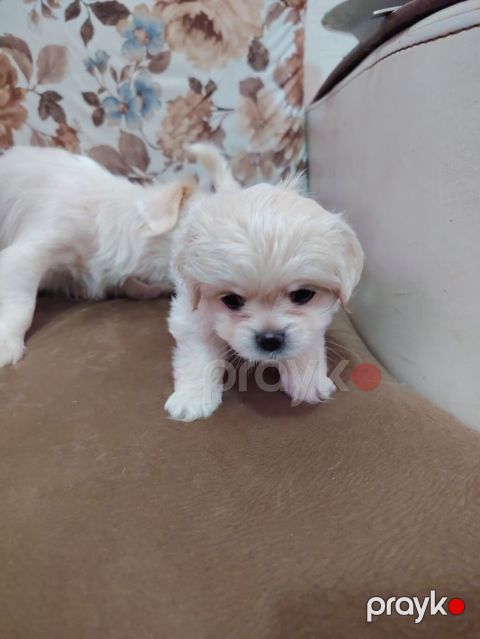 Pekines cinsi ana bala satilir balada disidi bir ay on gunlukdu — Bakı