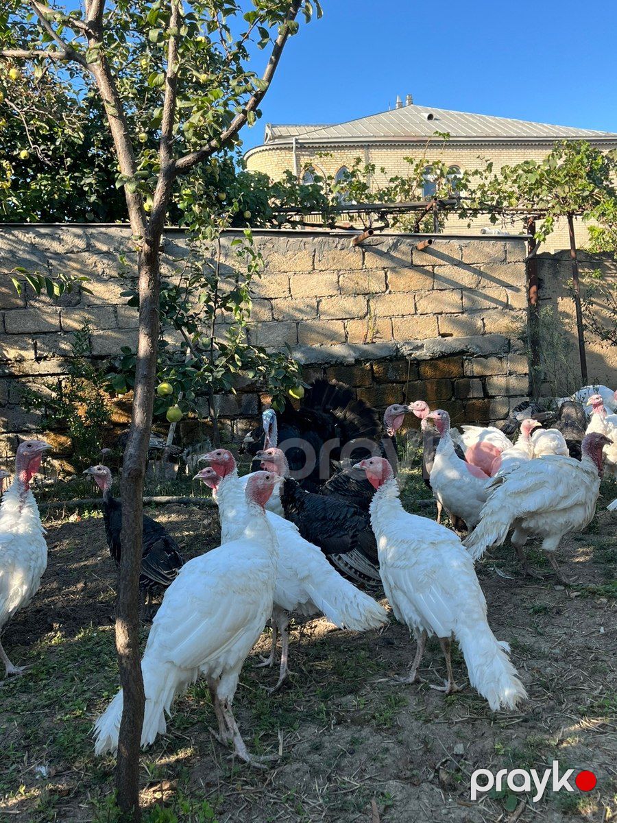 Hinduşkalar — Quşlar, Bakı (4)