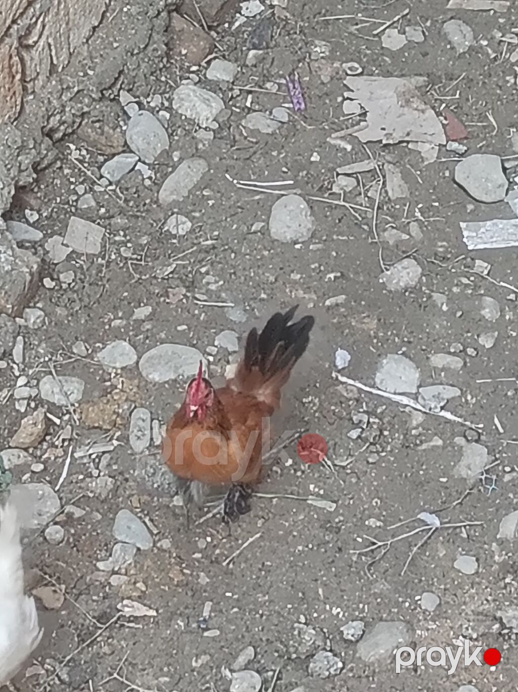 Yaponka xoruzdu — Toyuq və xoruz, Sumqayıt (4)