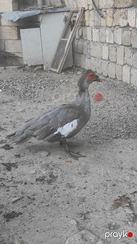 Erkək, Lal ördək, Damazlıq, Ünvandan götürmə — Masazır
