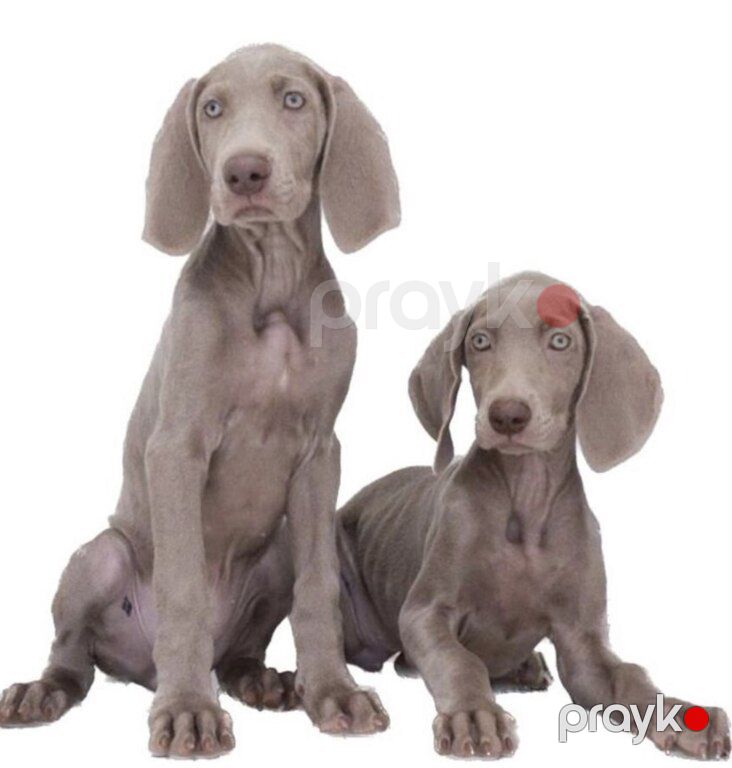 Weimaraner — Köpəklər, Bakı (4)