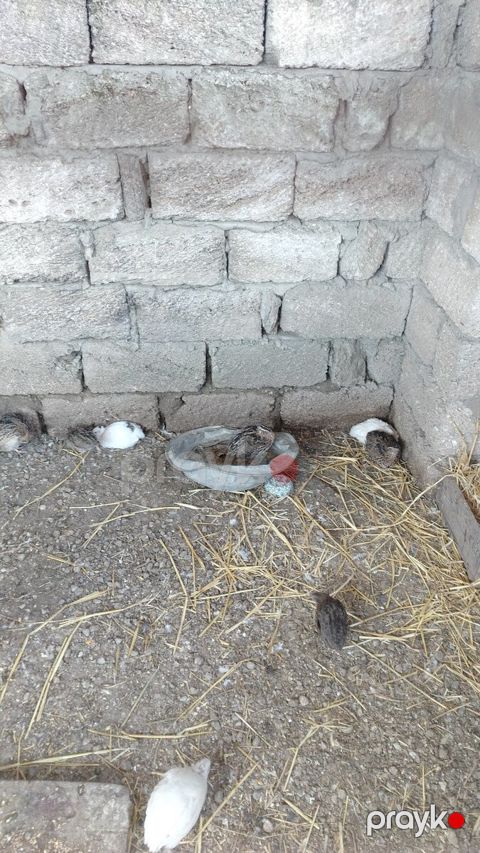 Bildirçin — Bakı