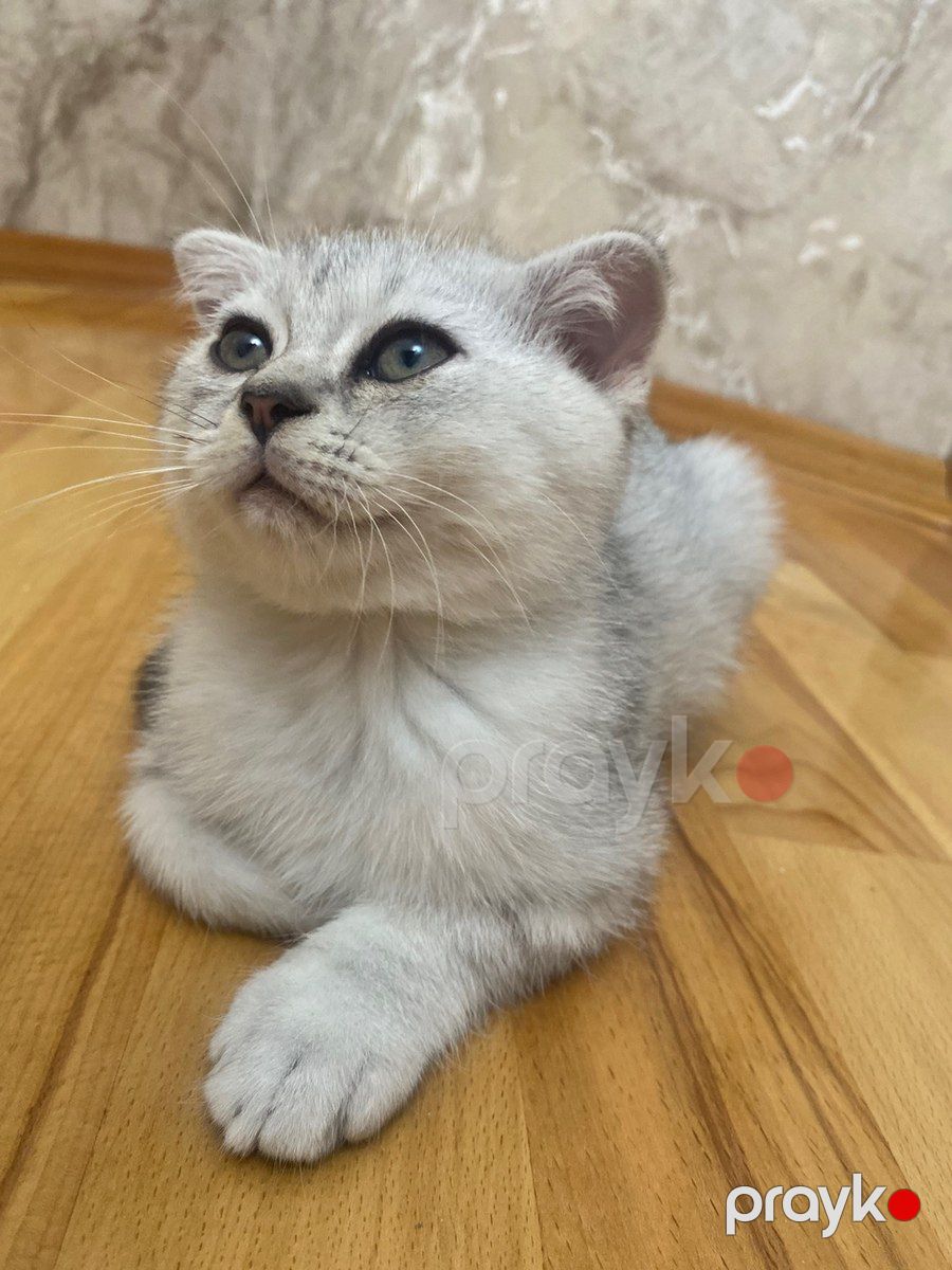 Шотландские котята — Pişiklər, Bakı (3)