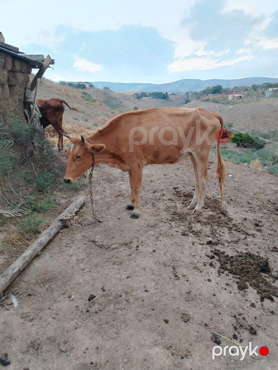 Boğaz inəklər — Kənd təsərrüfatı heyvanları, Şabran (2)