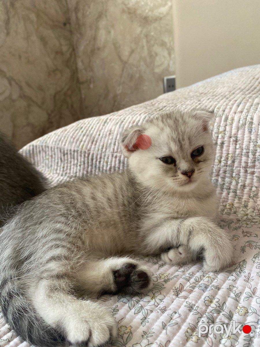 Шотландские котята — Pişiklər, Bakı (11)