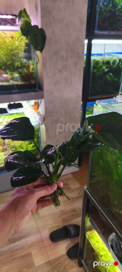 Anubias barteri — Bakı