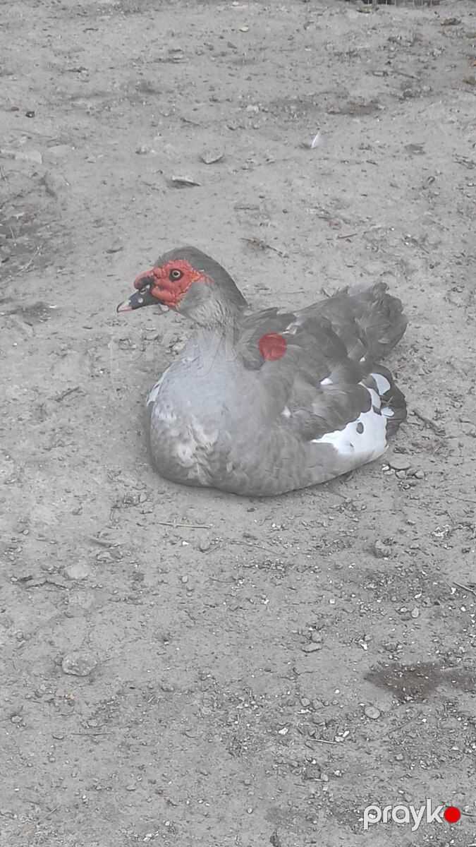 Lal ördək — Quşlar, Bakı (2)