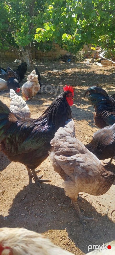 Avstralorp xoruzları — Bakı