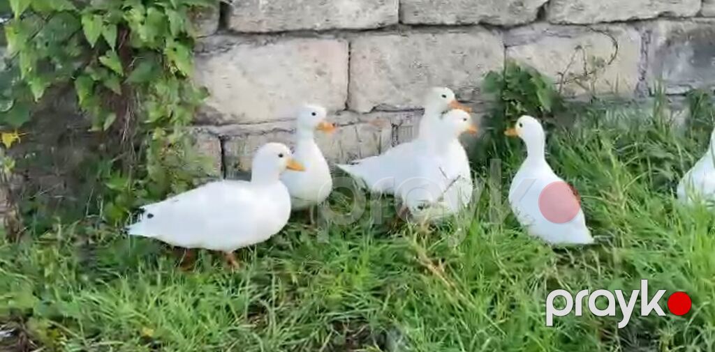 Salam,kalduk ördəkləri satılır.Ağ rəngli kiçik mini — Digərləri, Liman (3)