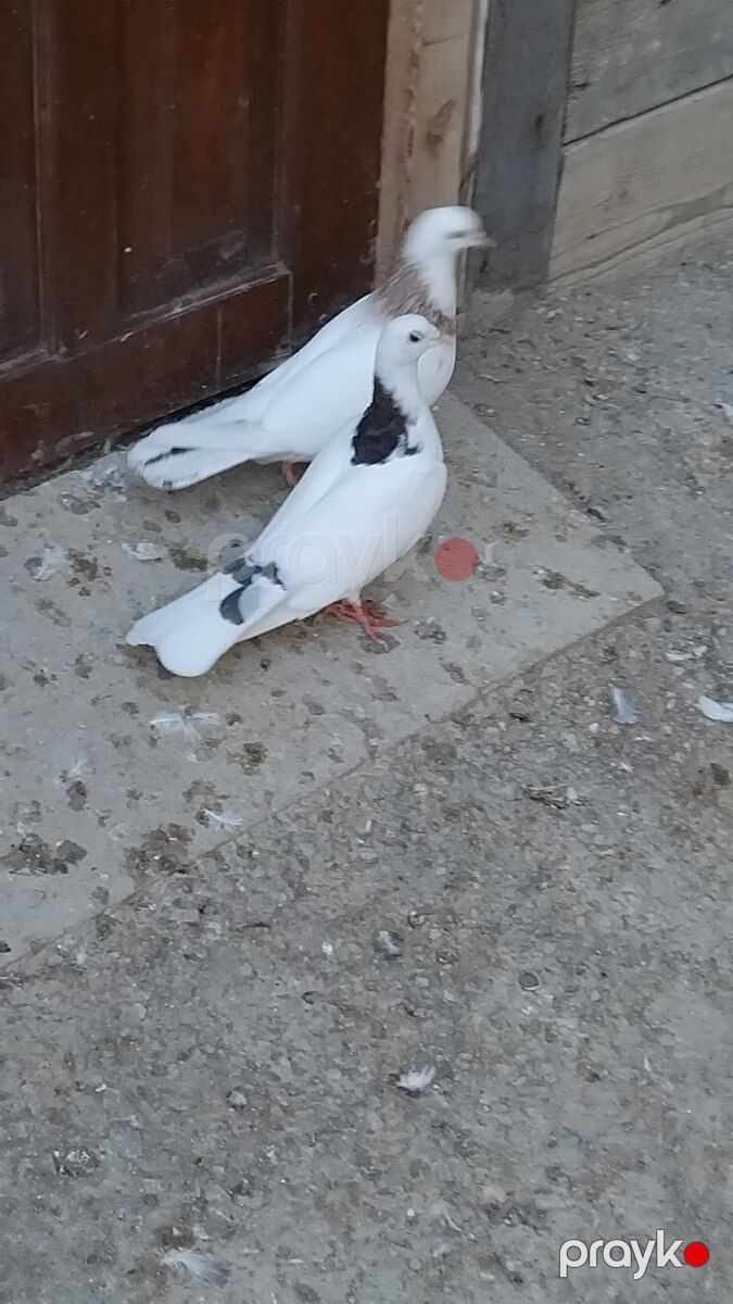 Göyərçin — Quşlar, Bakı (3)