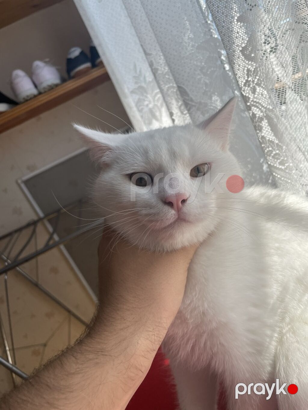 Erkək, Yaxşı əllərə, Ödənişli çatdırılma — Pişiklər, Bakı (5)