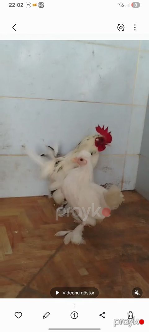Toyuq, Damazlıq — Göytəpə