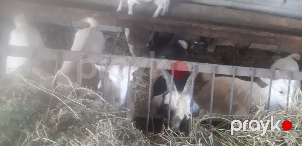 Ağ və rəngbərəng yerli keçilər sürüsü - Məhsuldar süd tipi yerli — Kənd təsərrüfatı heyvanları, Qobu (5)