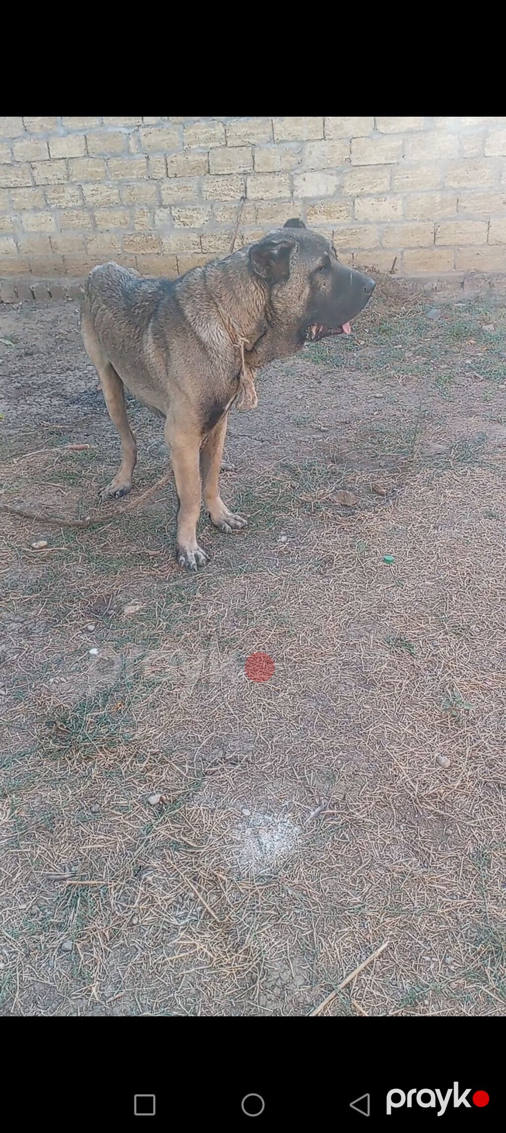 Erkək — Köpəklər, Cəlilabad (4)